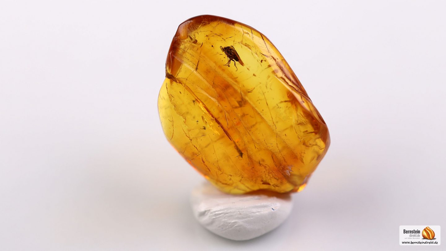 Pilzmücke als Inkluse, Mücke als Einschluss im Baltischen Bernstein